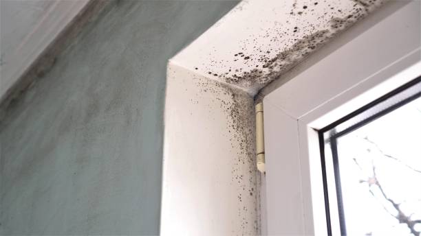 Home Mold Removal in Cincinnati, OH