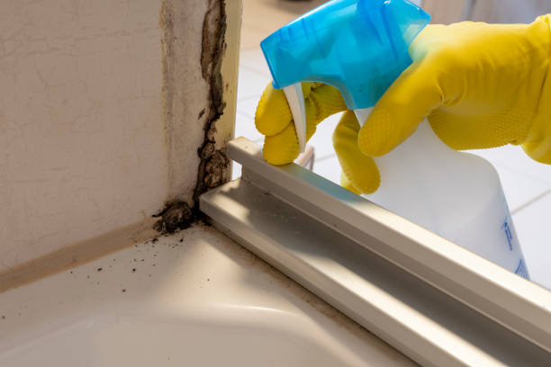 Best Commercial Mold Removal  in Cincinnati, OH