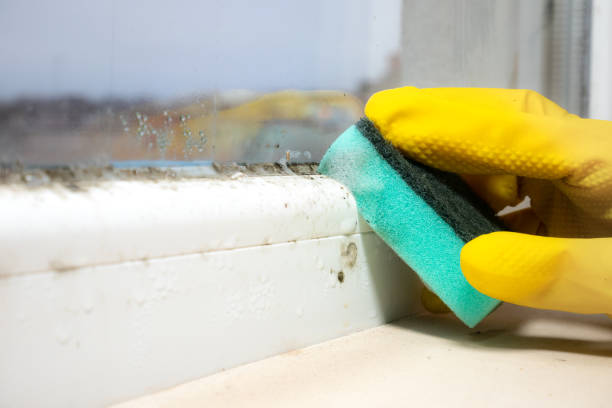 Best Local Mold Removal Service  in Cincinnati, OH