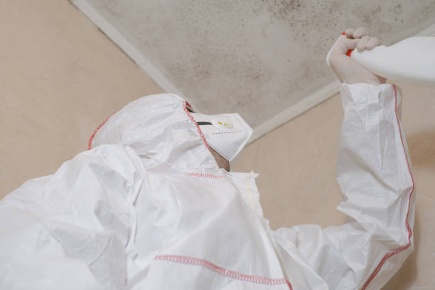 Best Black Mold Removal  in Cincinnati, OH