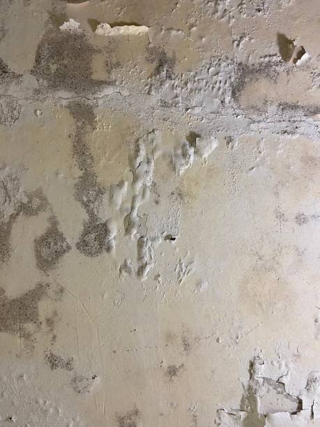 Best Toxic Mold Removal  in Cincinnati, OH