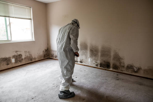 Best Commercial Mold Removal  in Cincinnati, OH