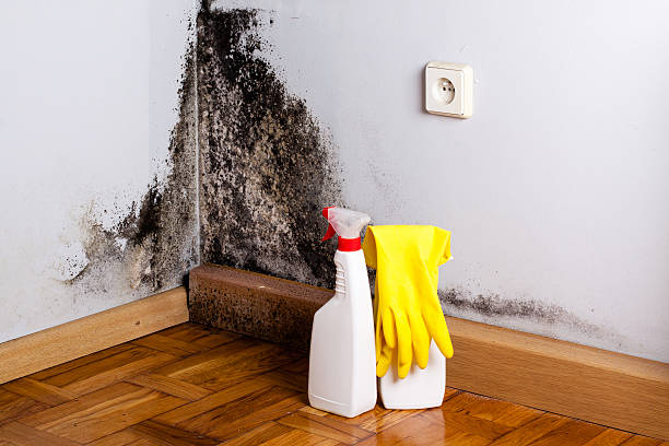 Best Mold Removal Company Near Me  in Cincinnati, OH