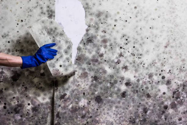 Best Mold Damage Repair  in Cincinnati, OH